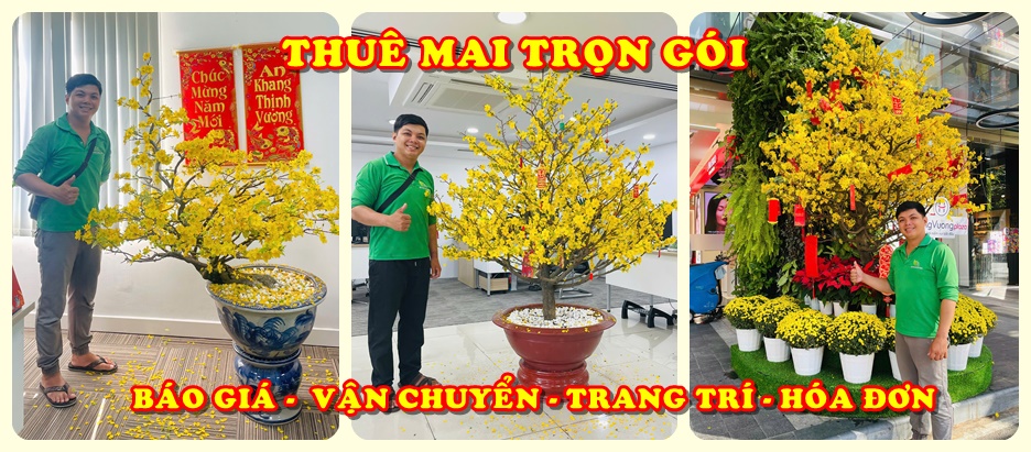 Mai tết Mai tết
