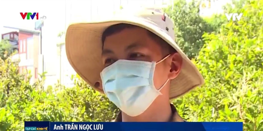 Mai tết Phong Hồng Mai tết Phong Hồng