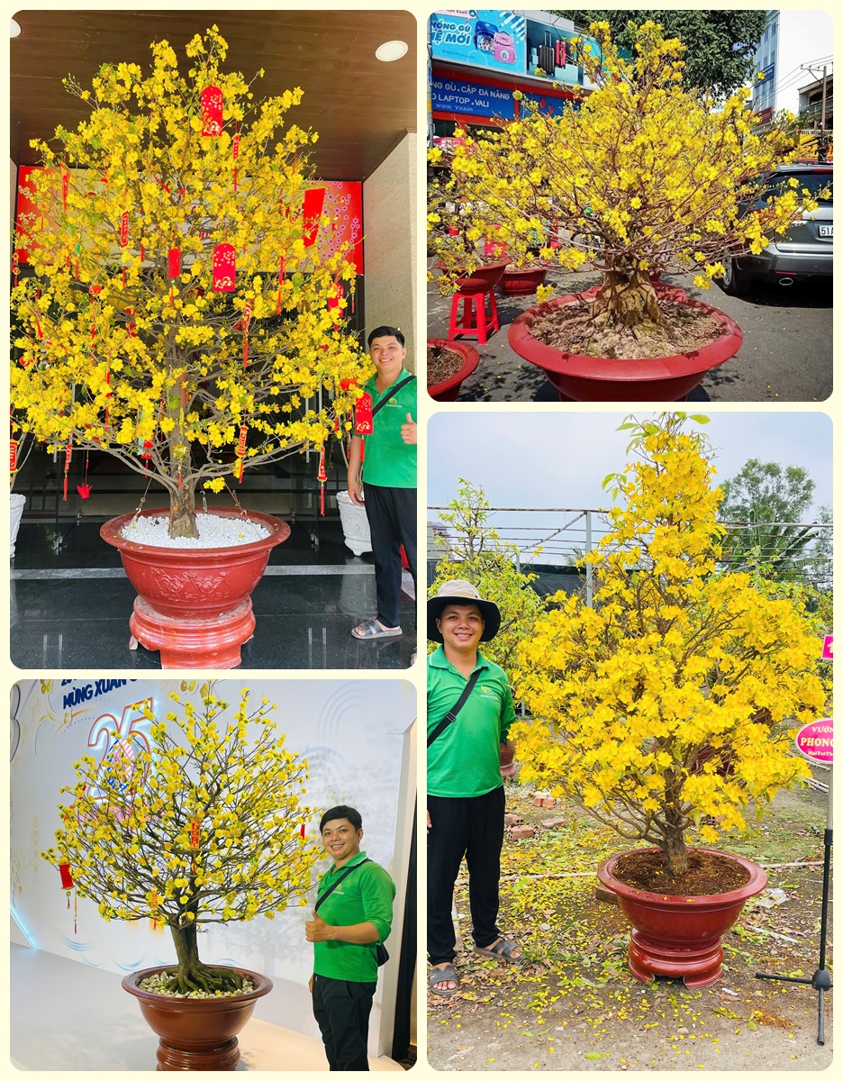 Hình ảnh mai tết Hình ảnh mai tết